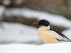 "Pingviin" lumesajus - Jääkoskel. Mergus merganser